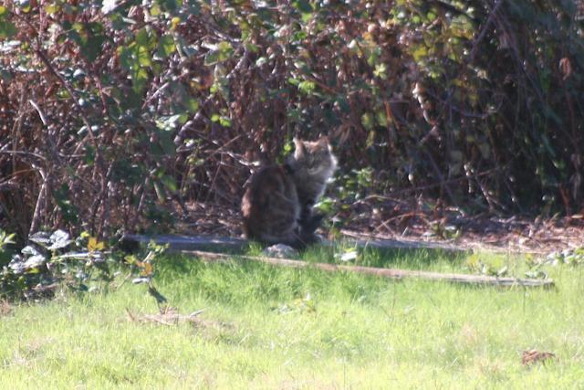 34566_cat_1_of_1-4.jpg