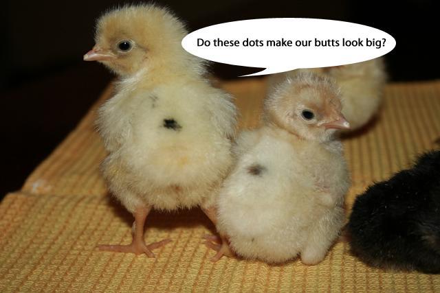 34566_chicksbutt.jpg