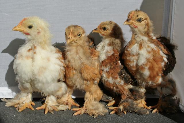 34566_cochinlineup_1_of_1.jpg