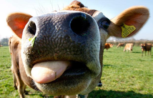 34566_cow-close-up_1374836i.jpg