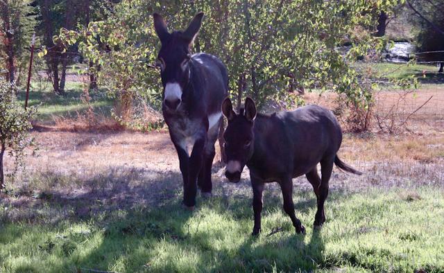 34566_donks.jpg