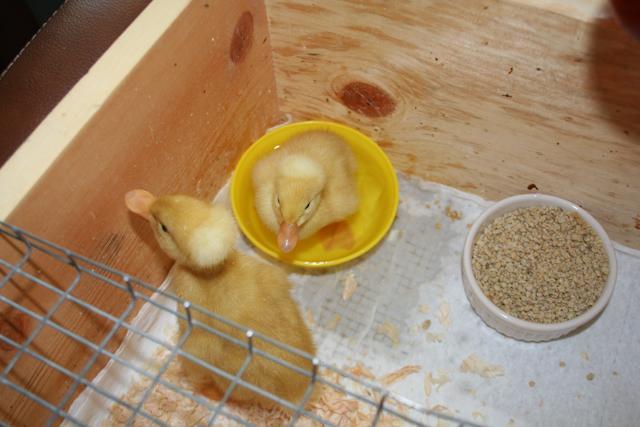 34566_duckies-3.jpg