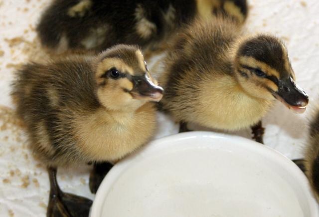 34566_ducklings.jpg
