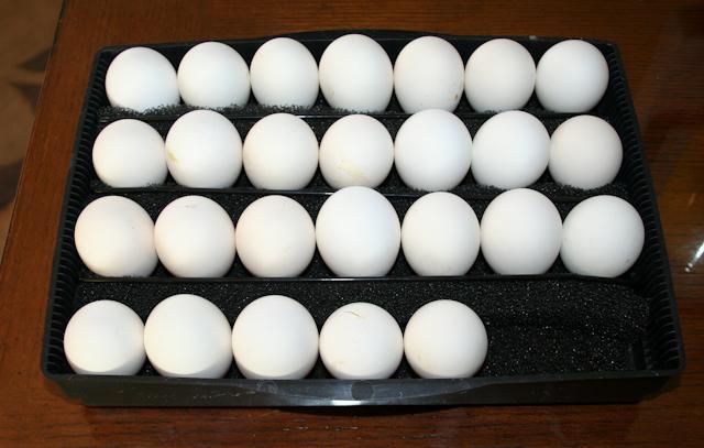 34566_eggready.jpg