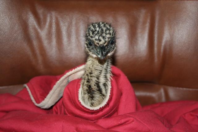 34566_emu-1b.jpg