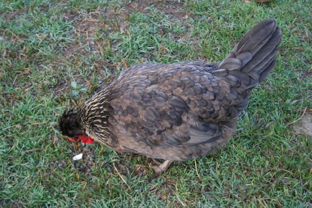 34566_emuhatch-4.jpg