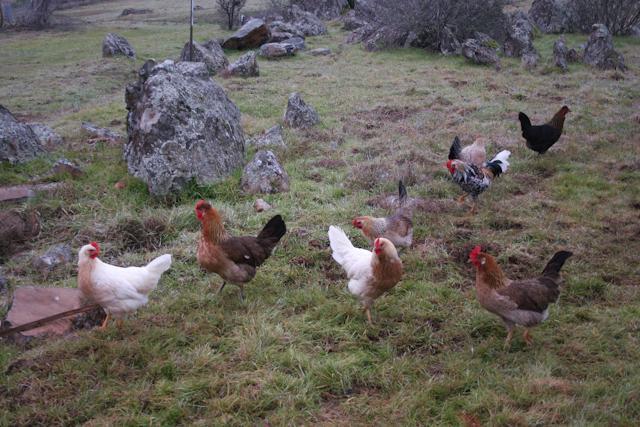 34566_forusfreerange_1_of_1-3.jpg