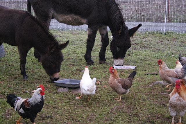 34566_forusfreerange_1_of_1-5.jpg