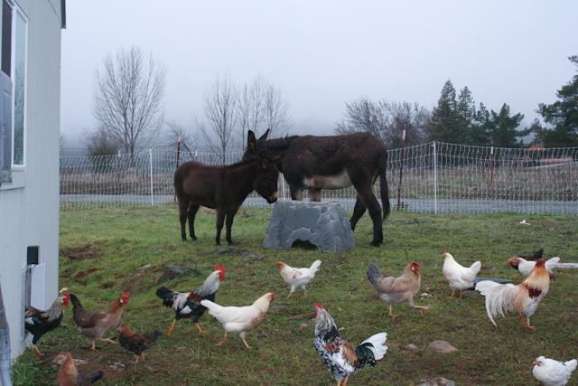 34566_forusfreerange_1_of_1-6.jpg