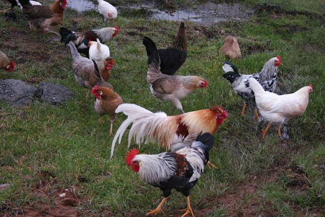 34566_forusfreerange_1_of_1.jpg