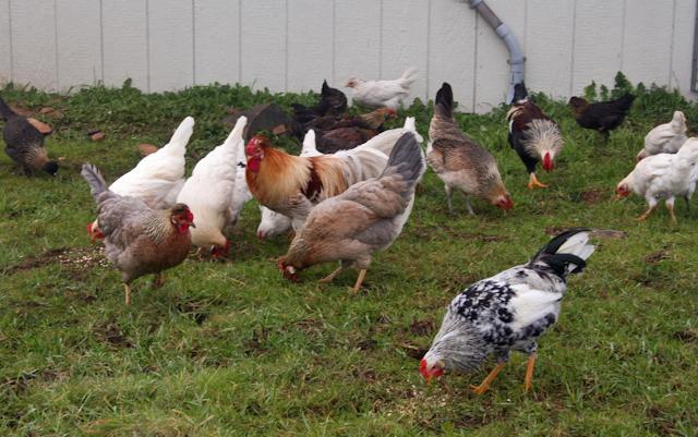 34566_freerangeday1_1_of_1-2.jpg