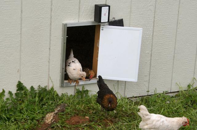 34566_freerangeday1_1_of_1.jpg