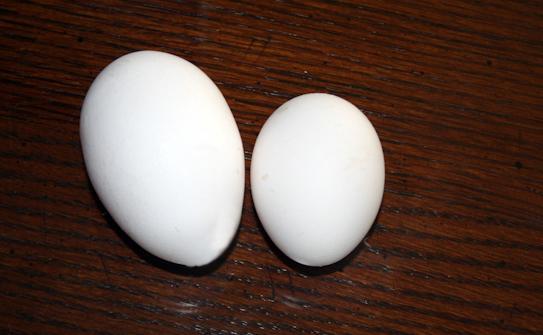 34566_giantwhiteegg.jpg