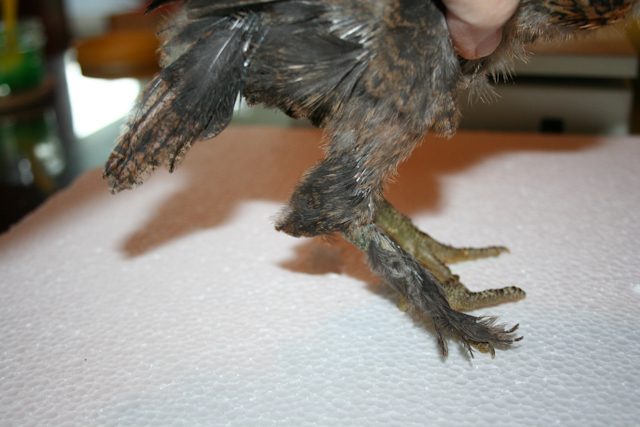 34566_hairy-4a.jpg