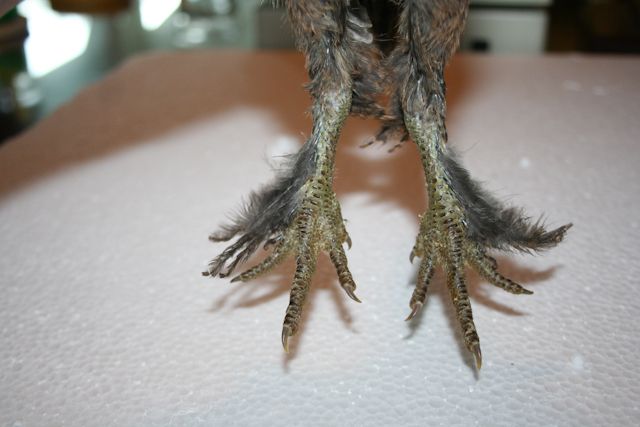 34566_hairy-5a.jpg