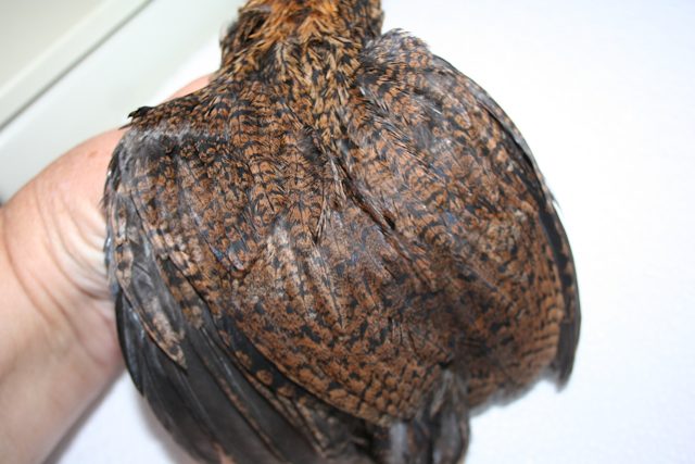 34566_hairy-6a.jpg