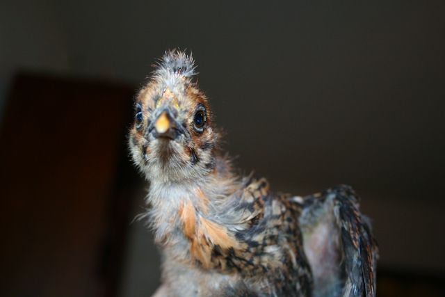 34566_hairy1a.jpg