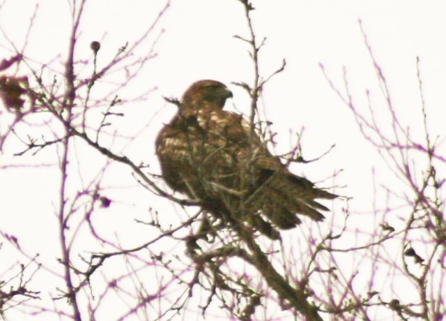 34566_hawk.jpg