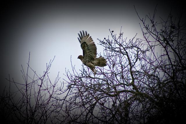 34566_hawks.jpg