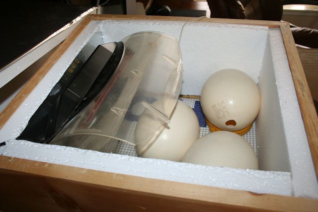 34566_incubator.jpg