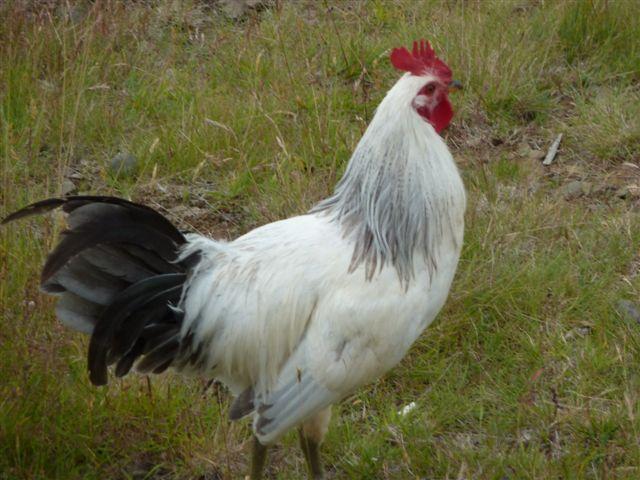 34566_july22_haenurblom_008.jpg