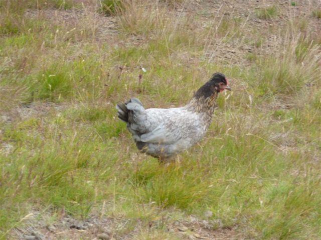 34566_july22_haenurblom_034.jpg