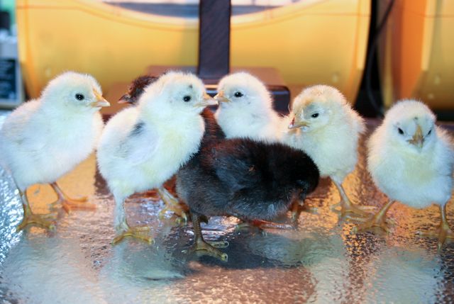 34566_last_hatch.jpg
