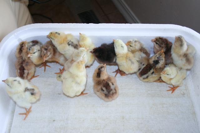 34566_leftovers-14.jpg