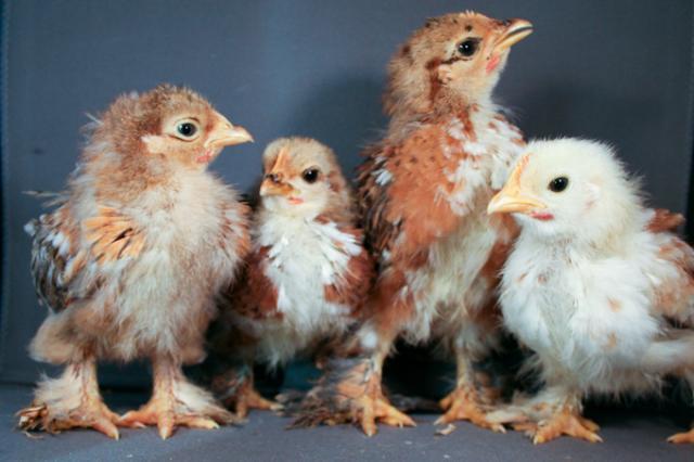 34566_mf_cochins_1_of_1.jpg