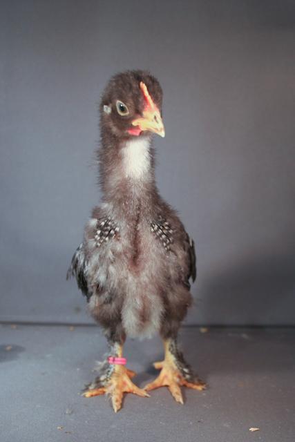 34566_mfcochins_1_of_1-4.jpg