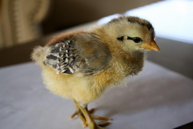 34566_newchicks_1_of_1.jpg