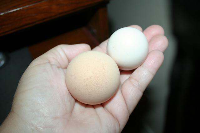 34566_newlaidegg.jpg