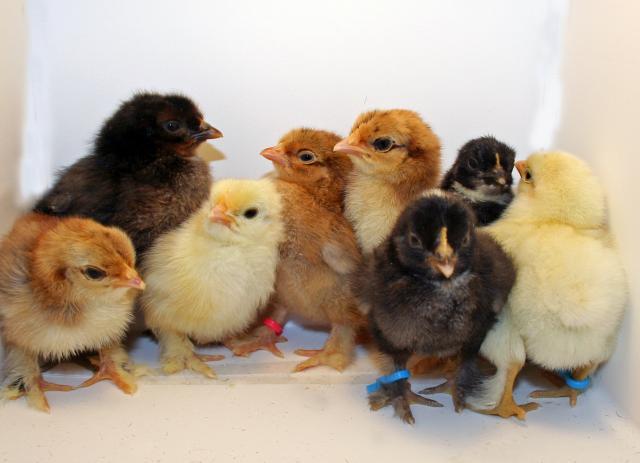 34566_nydbabies.jpg
