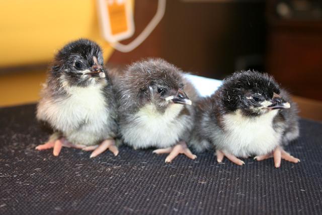 34566_oebabies.jpg