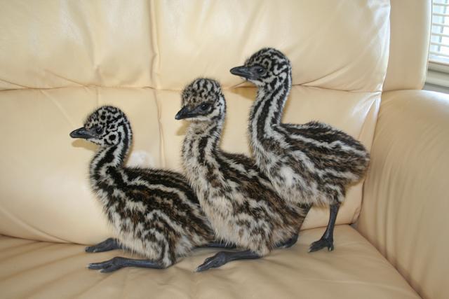 34566_outofbrooder-1-2.jpg