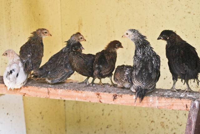 34566_outofbrooder-1.jpg