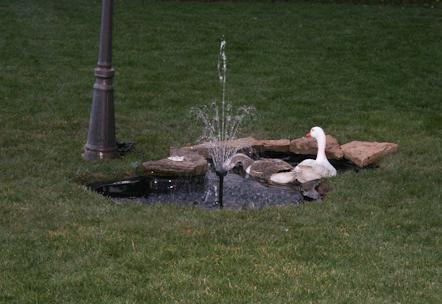 34566_pond.jpg