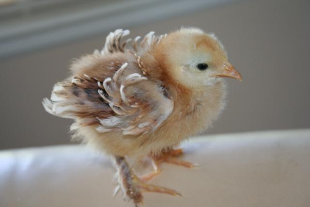 34566_prettyrooster-1-18.jpg