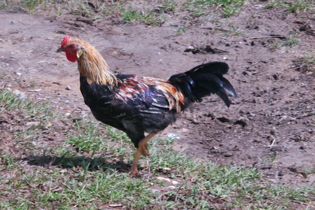 34566_prettyrooster-1-2.jpg