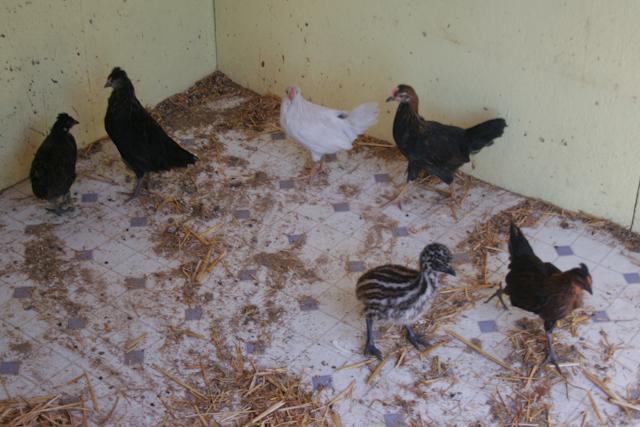 34566_prettyrooster-1-4.jpg