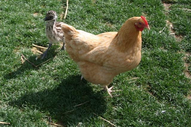 34566_prettyrooster-1-5.jpg