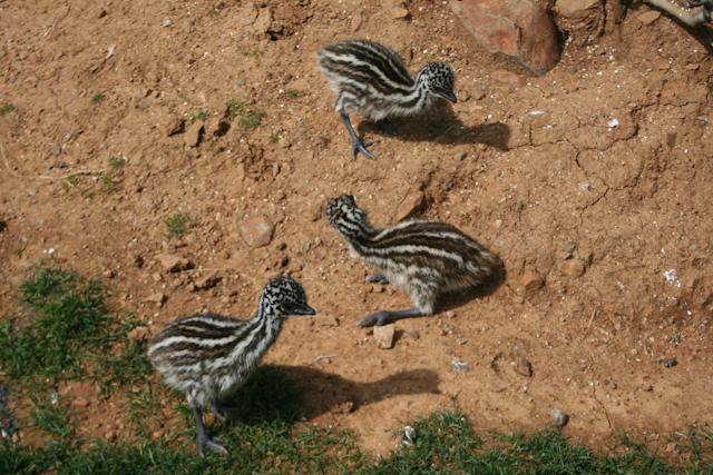 34566_prettyrooster-1-6.jpg