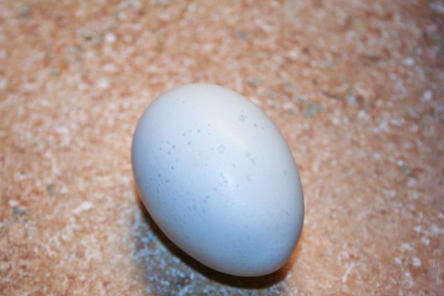 34566_raven_egg.jpg