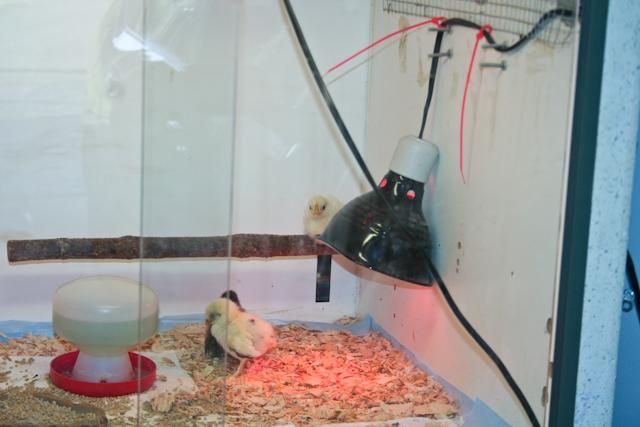 34566_roost_er-2.jpg