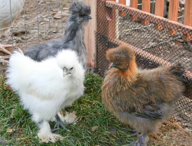 34566_silkiepics.jpg