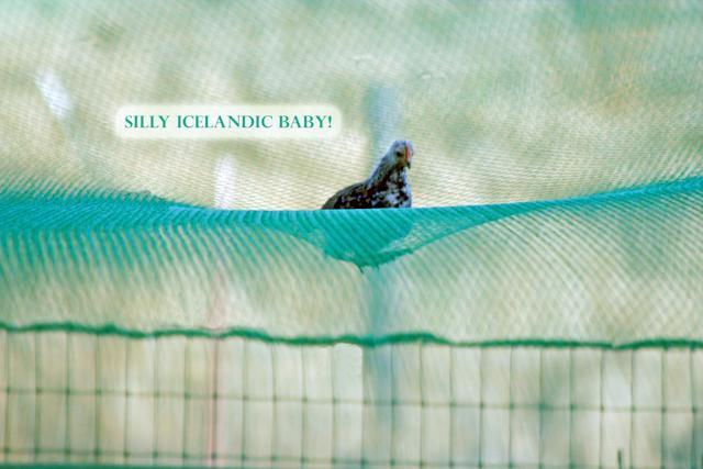 34566_sillyicelandbaby2.jpg