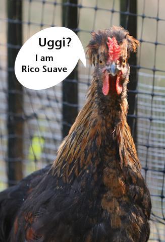 34566_uggi.jpg