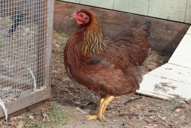 34566_wellieegg_1_of_1-2.jpg