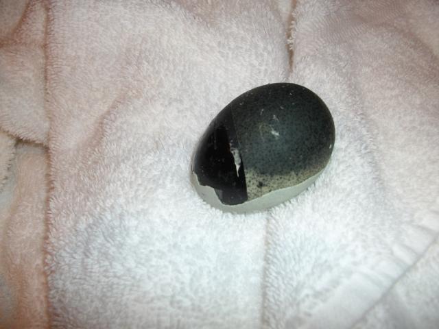 34583_100_year_old_egg_001.jpg