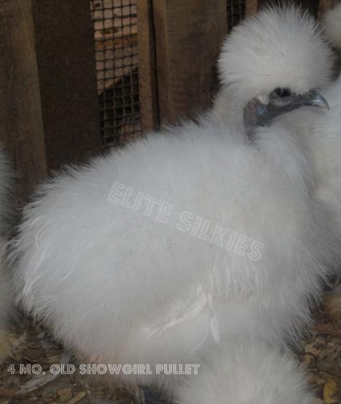 34583_4_mo_showgirl_pullet3.jpg